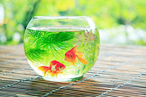 居家养鱼风水讲求，怎么养鱼招财气？